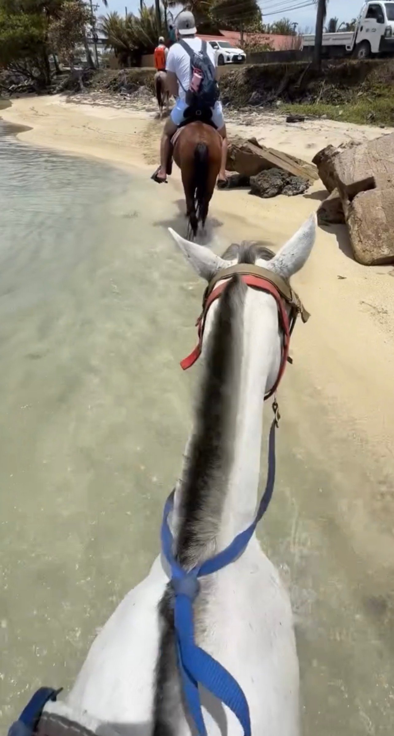 Horseback Riding Tour Roatán | Caribbean Beach & Jungle Horse Adventur